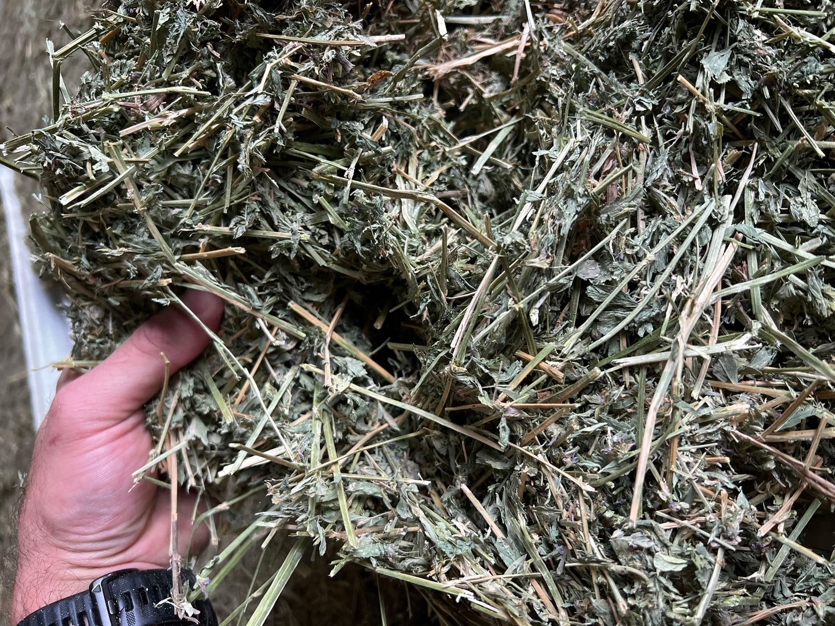 Best practices in alfalfa export